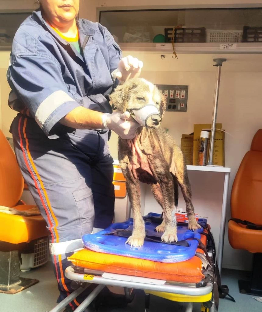 GCM auxilia equipe da Sema em ocorrência de maus-tratos contra cão na Zona Norte