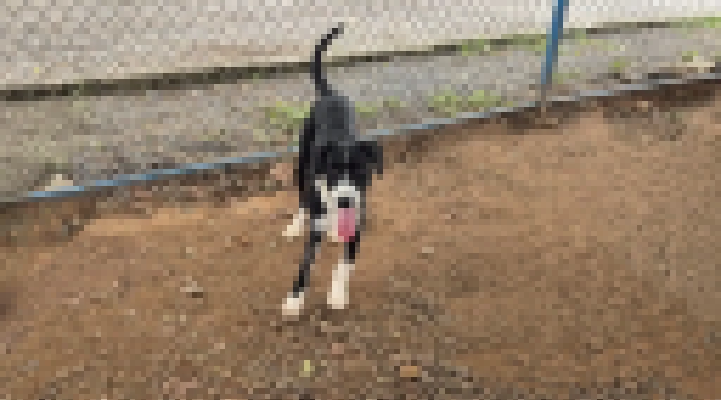 Pátio Cianê Shopping recebe feira de adoção de cães neste sábado (3)