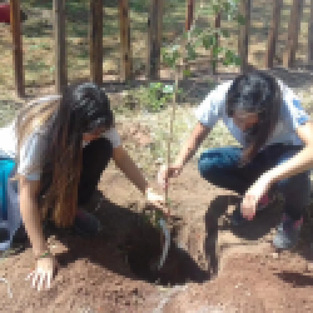 Sema promove plantio de 14 árvores em escola estadual