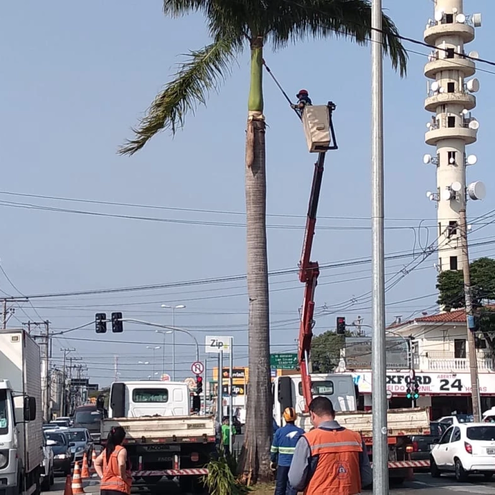 Sema remove palmeira com risco de queda da av. General Carneiro
