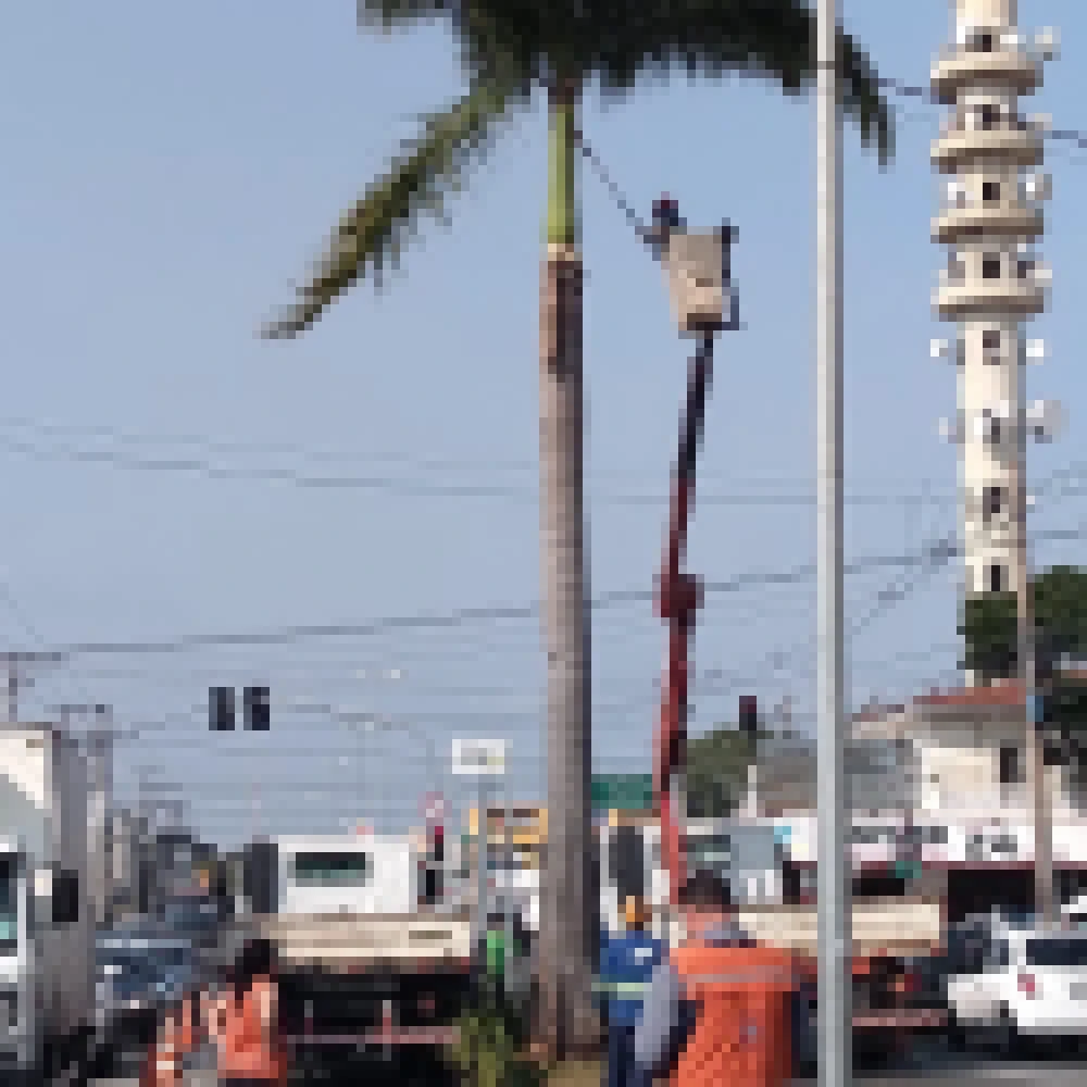 Sema remove palmeira com risco de queda da av. General Carneiro