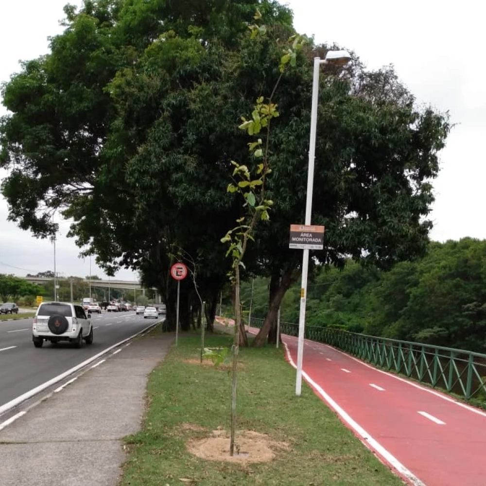 Sorocaba ganhará mais de 300 árvores até quinta-feira