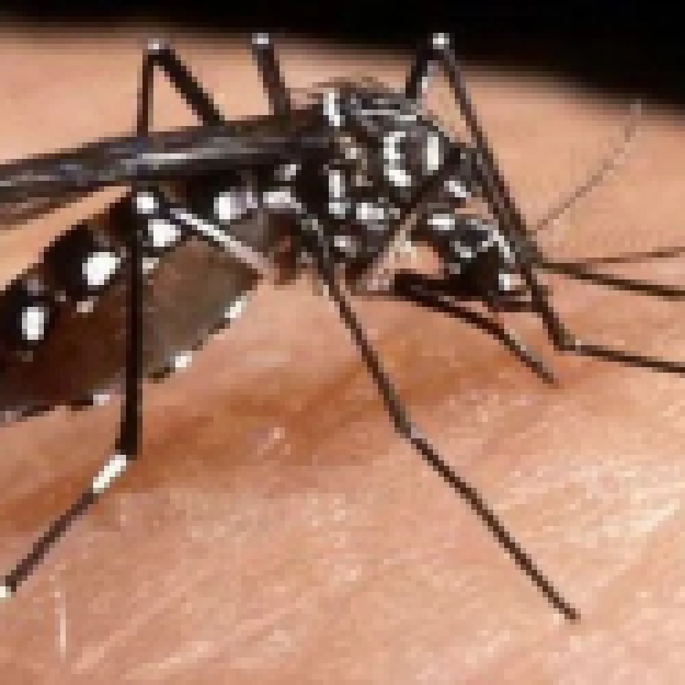 Sorocaba já confirmou 14 casos de dengue nesse ano