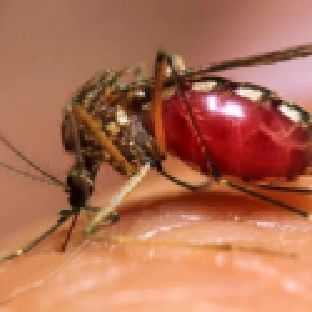 Sorocaba já confirmou 275 casos de Dengue em 2014