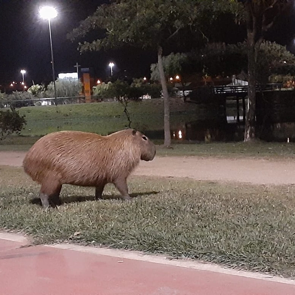 Sorocaba terá ações para reduzir o atropelamento de capivaras