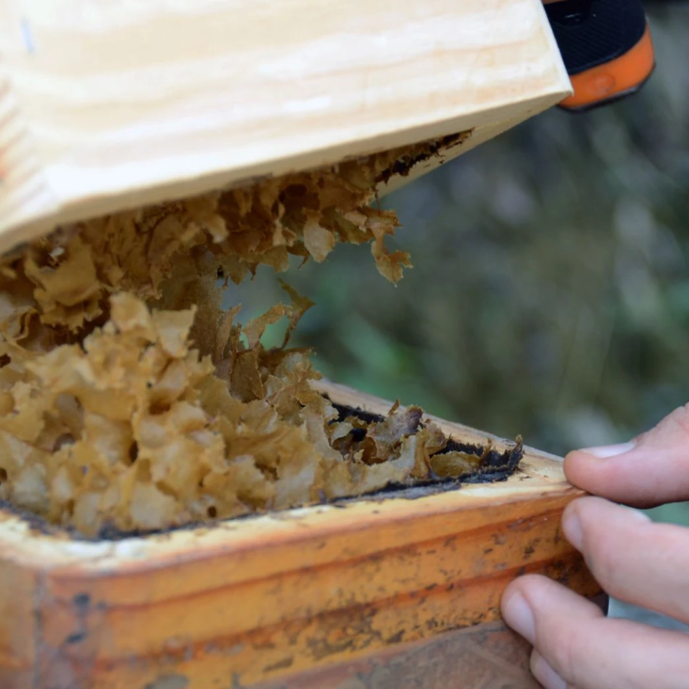 Sorocaba terá curso gratuito de abelhas sem ferrão 2