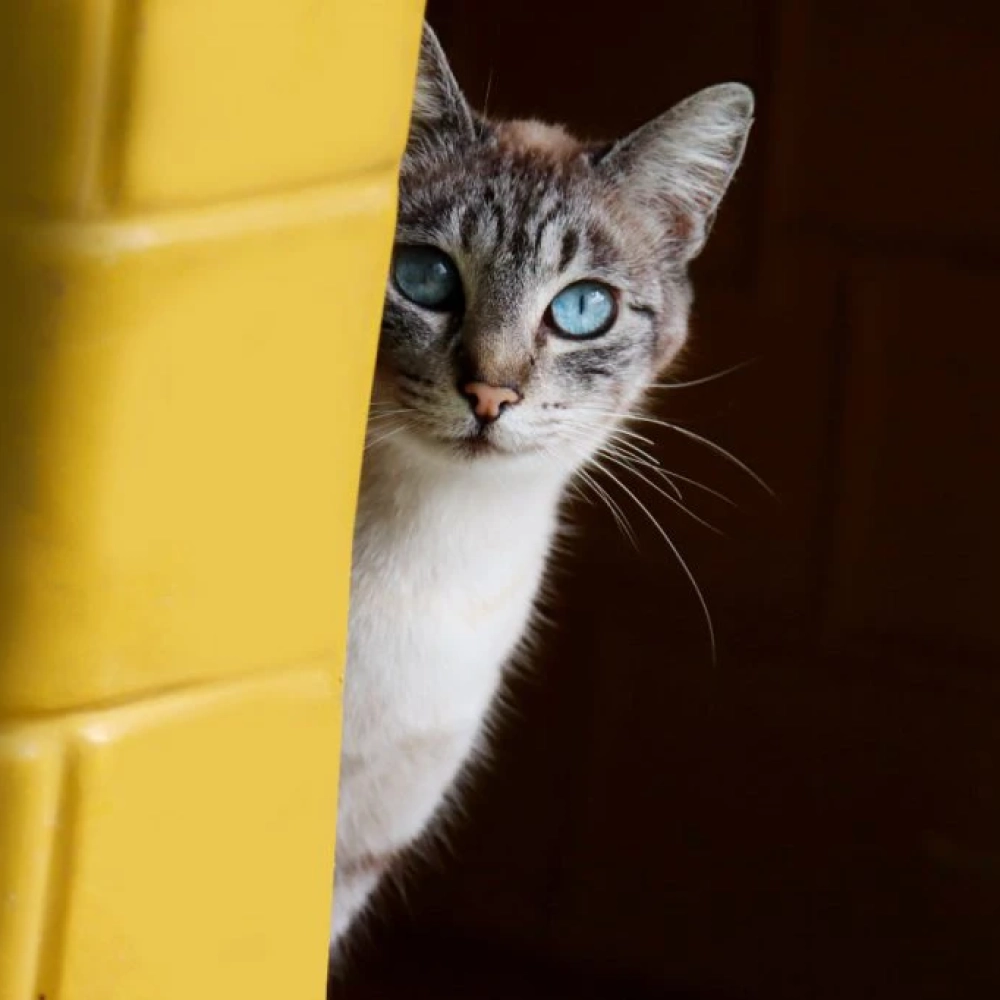 Sorocaba terá um Hospital Veterinário Público