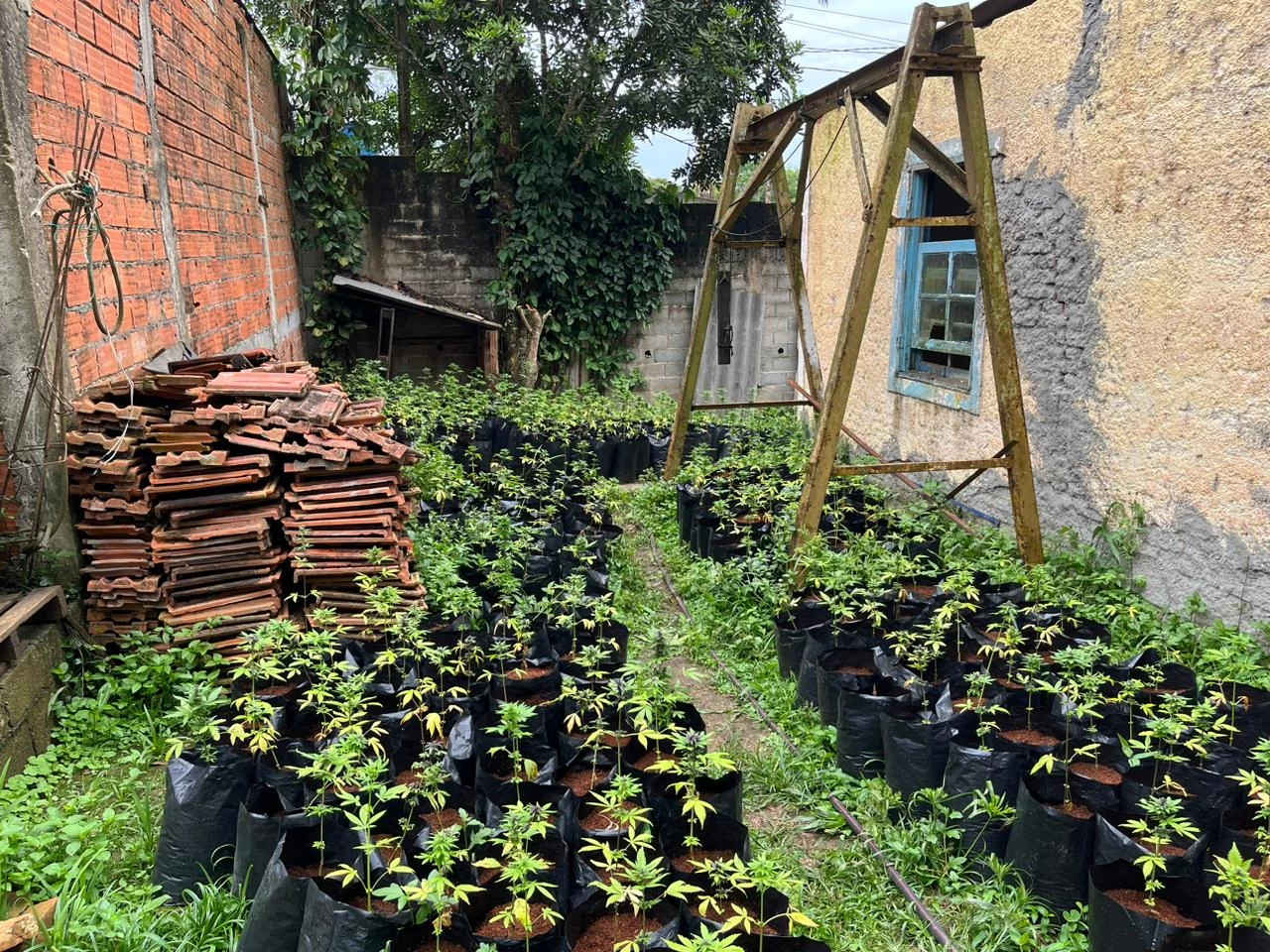 PM de São Bernardo do Campo localiza plantação com 1.237 pés de maconha