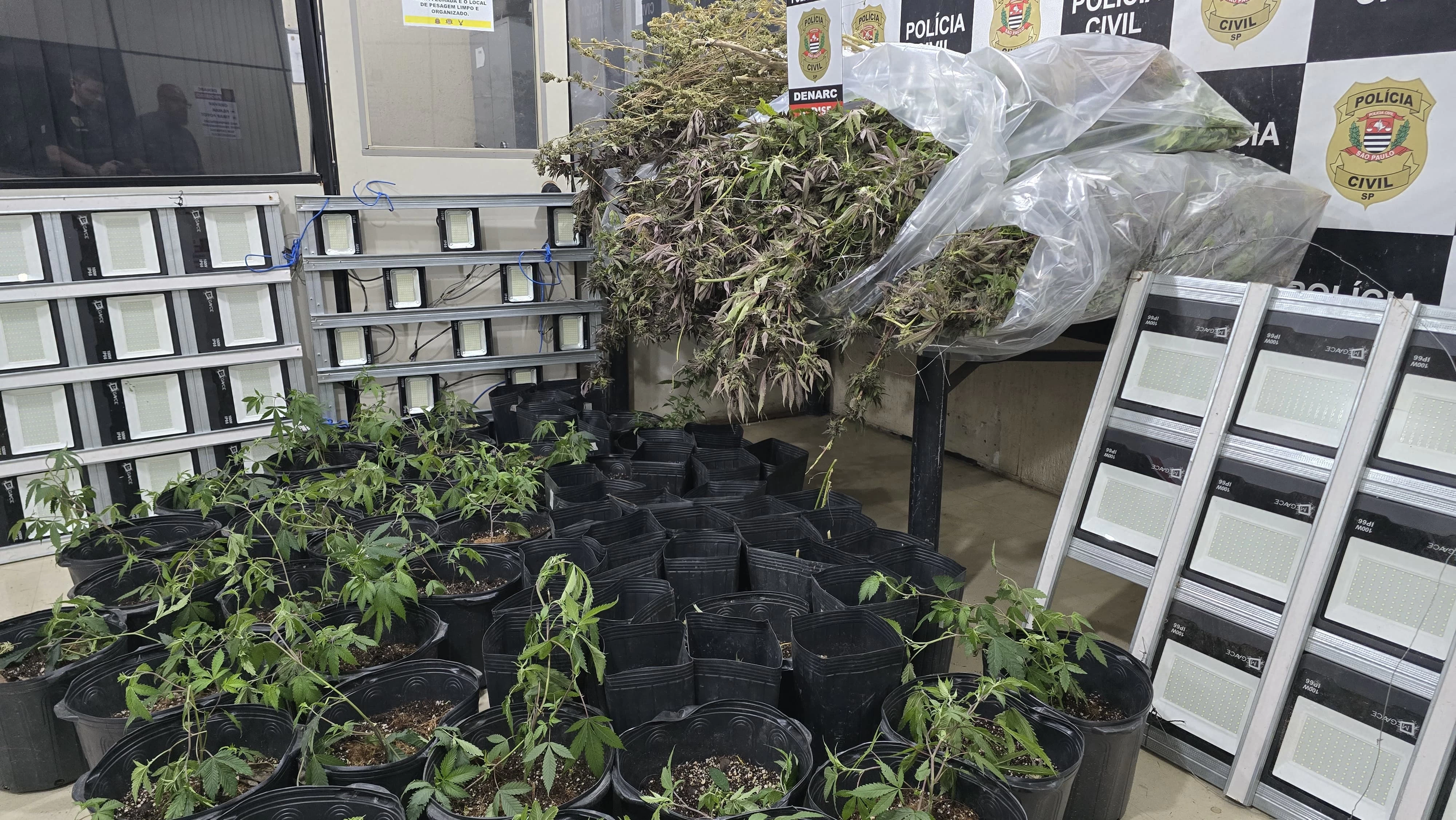 Drone ajuda polícia a encontrar plantações de maconha em Campinas (SP)