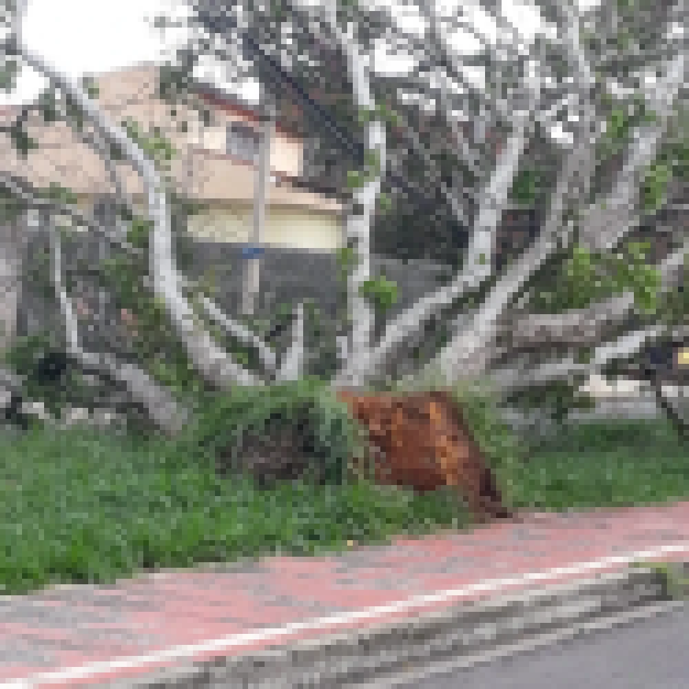 Temporal provocou queda de árvores em Sorocaba