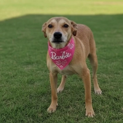 Canil Municipal de Sorocaba é aberto para adoção responsável de cães e gatos no dia 25 de julho