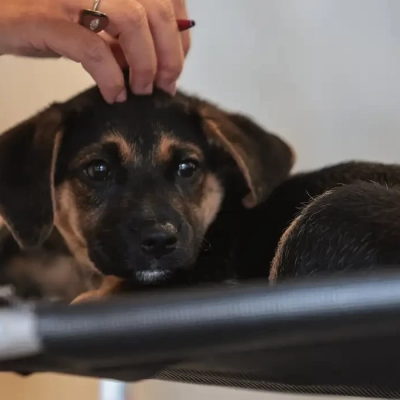 Lei define guarda compartilhada de pets; veja detalhes