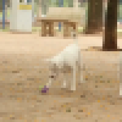 Saiba como funciona o SinPatinhas, novo RG Animal para cães e gatos