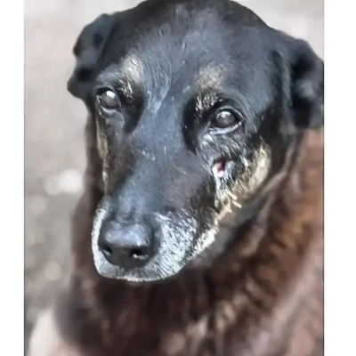 Caso Orelha: o que se sabe até agora sobre a morte do cão em SC