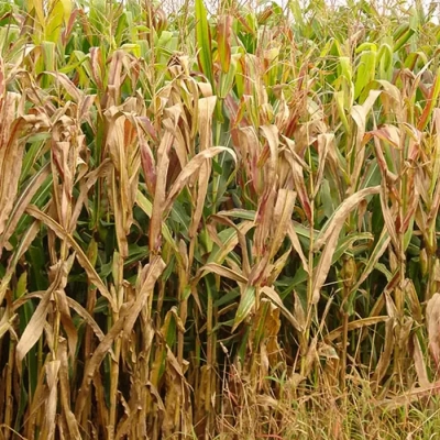 Praga do milho provoca prejuízo de R$ 33,6 bilhões por ano