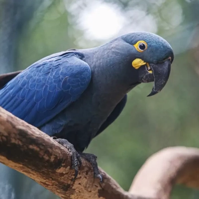 Lista de fauna ameaçada tem 180 animais incluídos e 150 retirados