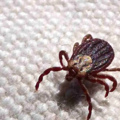 SP registra 18 mortes por febre maculosa em 19 casos confirmados