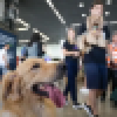 Aéreas podem se negar a embarcar animais de suporte emocional, diz STJ