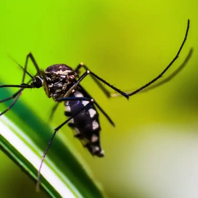 Casos de dengue no Brasil caem 75% em 2026