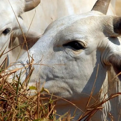 Carne brasileira vai pagar tarifa de 67% para entrar na China