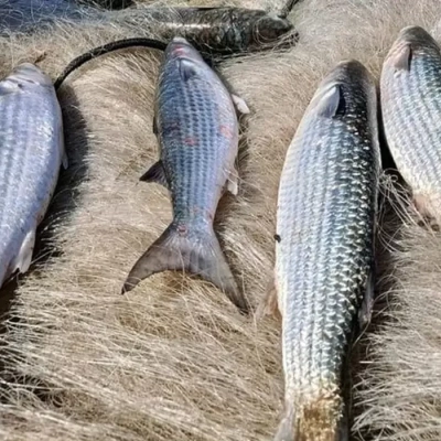 Pesca de tainha na modalidade arrasto de praia está suspensa
