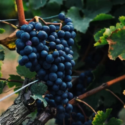 Vinhos paulistas são premiados entre os melhores do mundo em 2026