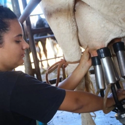 Produção de leite ganha força com políticas públicas em São Paulo