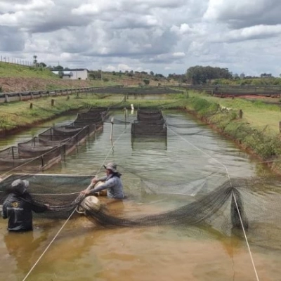 Produção de tilápia em São Paulo cresce 4% em volume em 2025