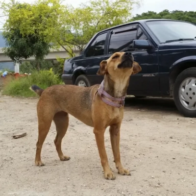 Governo de SP endurece punições para maus-tratos a animais e multas podem chegar a R$ 50 mil