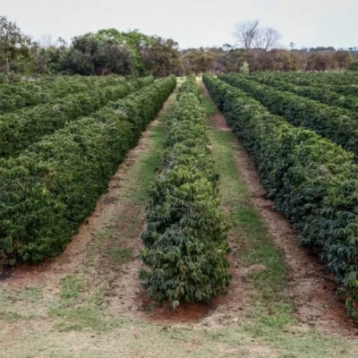 Com chuvas até abril, Governo de SP orienta manejo do solo com cuidados redobrados