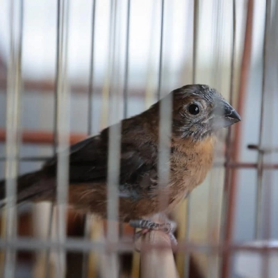 9 a cada 10 animais apreendidos pela PM Ambiental de SP são aves