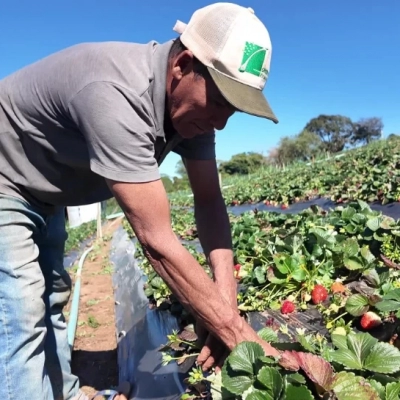 Saiba como vender produção rural a órgãos públicos