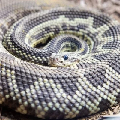 Saiba o que fazer em caso de picada por serpente