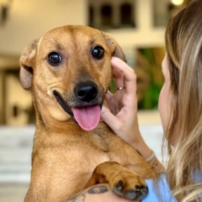 Como denunciar maus-tratos a animais à polícia sem sair de casa?