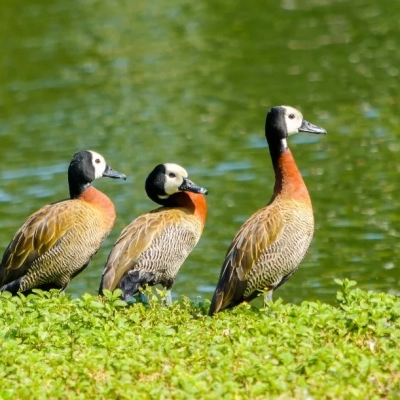 Estado de São Paulo confirma caso de gripe aviária em marreco no Parque Ibirapuera, na Zona Sul da capital
