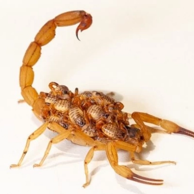 Governo de SP alerta sobre maior risco de aparecimento de escorpiões no verão