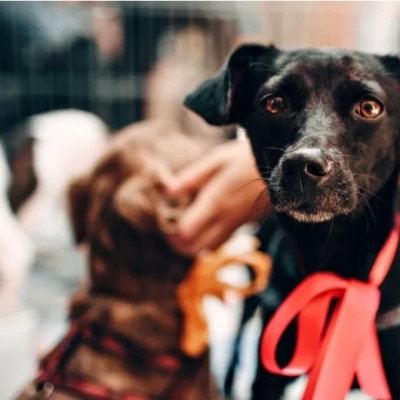Dia do Vira-Lata: veja leis que fortalecem a proteção e o bem-estar animal