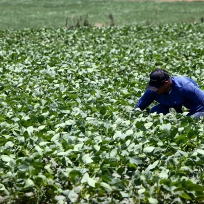 Açúcar, carne e laranja: conheça o agro de São Paulo que alimenta o mundo