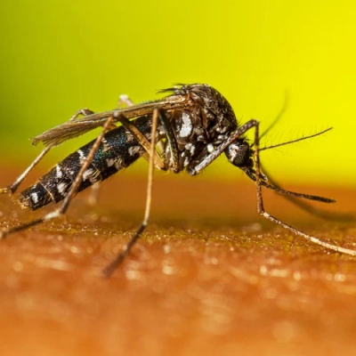 Chikungunya: veja como se proteger da doença