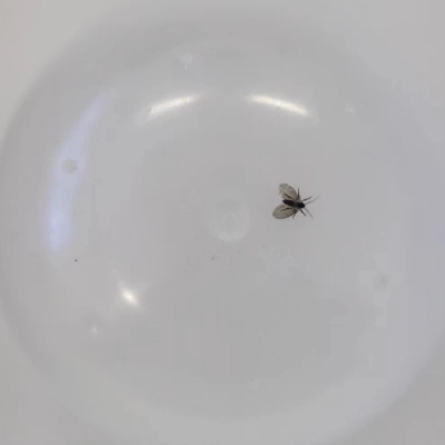 Mosquinhas do banheiro: especialistas do Butantan explicam por que elas existem e os riscos que elas representam