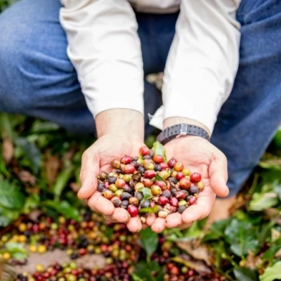 Onde o grão vira história: a força da Rota do Café Paulista