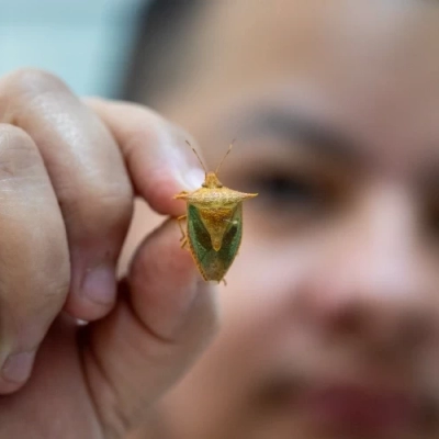 Qual a origem e para que serve o cheiro da Maria Fedida? Especialistas do Butantan respondem