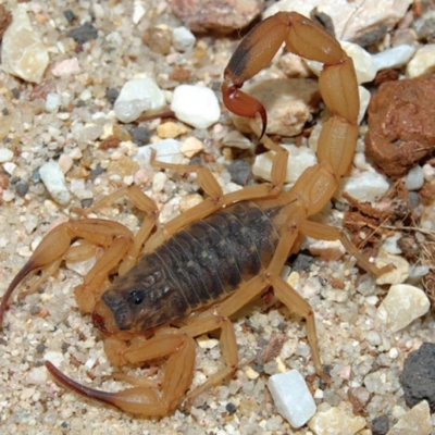 Picada de escorpião ou cobra: veja onde encontrar atendimento soroterápico em SP