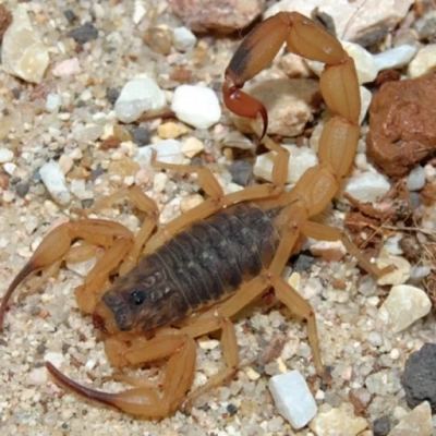 Por que aumentaram os acidentes por picada de escorpião? Butantan explica