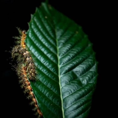 O que fazer ao encontrar uma taturana ou lagarta? Instituto Butantan orienta