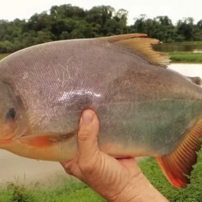 Biofilme feito com pele de peixe pode ser alternativa sustentável para a embalagem de alimentos