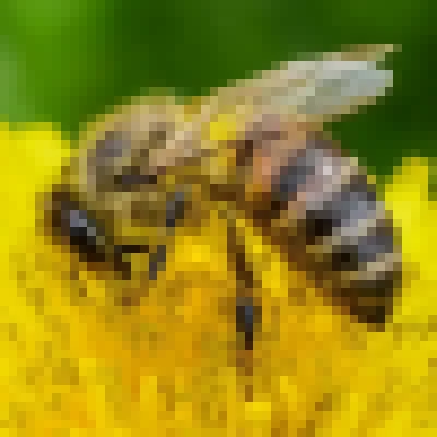 Pomada com própolis vermelha é testada para cicatrização de queimaduras