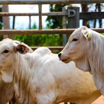 Sanidade animal: campanha de atualização de todas as espécies começa neste sábado (1)