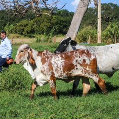 Novo fundo eleva status internacional do gado paulista