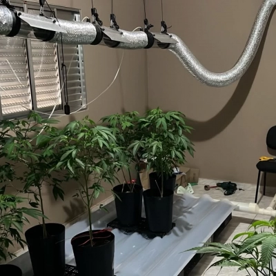 Polícia Civil descobre plantação de maconha em Sorocaba e prende suspeito em flagrante